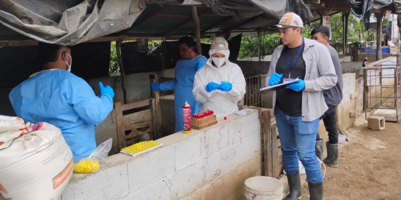 Realizan muestreo de porcinos en Zacapa