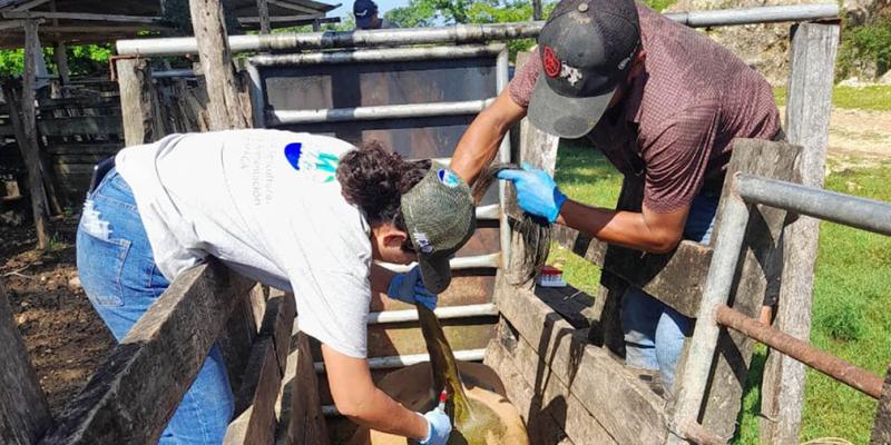 Realizan muestreo serológico en bovinos para exportación a México