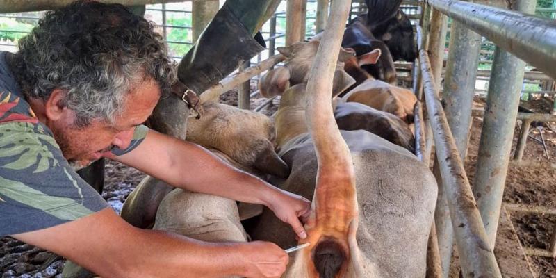 Se realiza monitoreo de sanidad animal en Poptún
