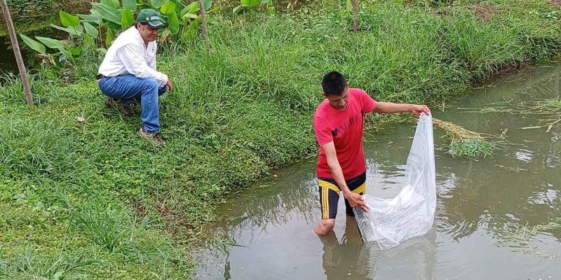 Siembran seis mil alevines para fortalecer producción acuícola en Retalhuleu