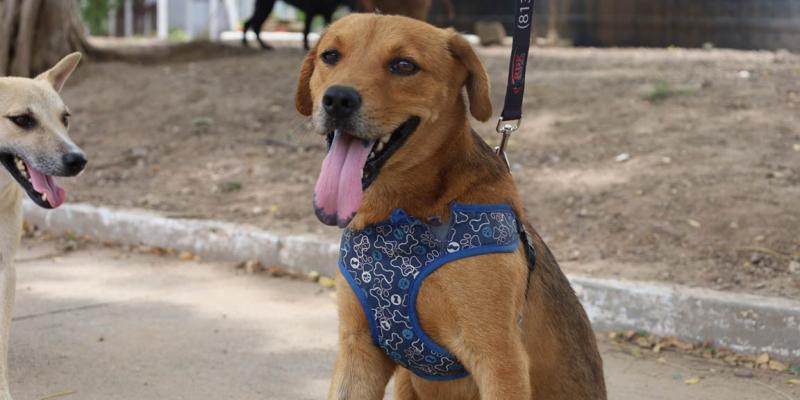 Un día para quienes dan amor sin pedir nada a cambio