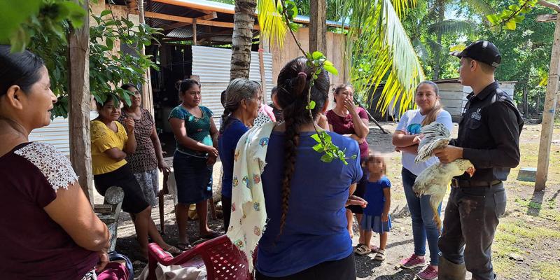 Vacunan aves de patio en Las Cruces, Petén