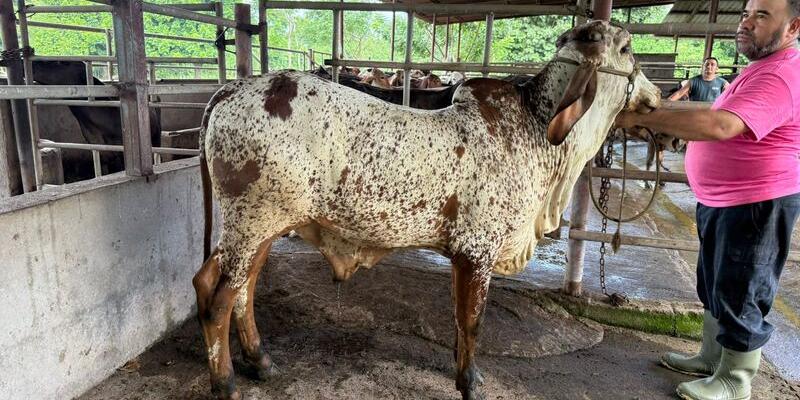 Avanza consolidación de la raza Girolando en Guatemala