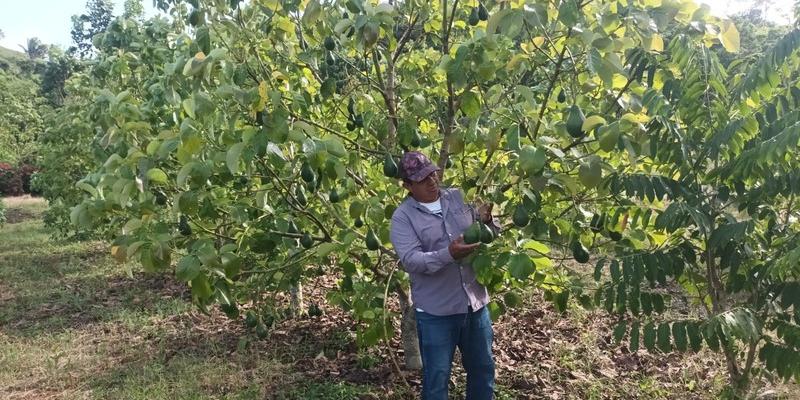 Brindan asistencia técnica en cultivo de aguacate en Melchor de Mencos