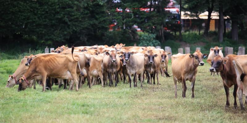 Irregularidad de lluvias obliga al monitoreo de 197 municipios