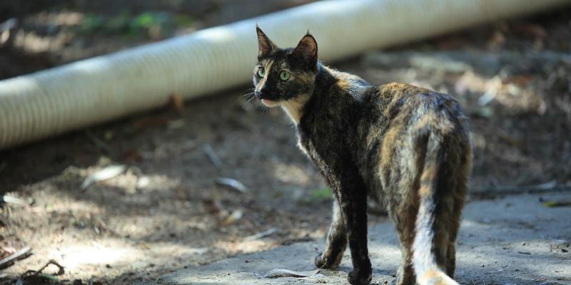 Conciencia y cuidado para evitar la superpoblación gatuna