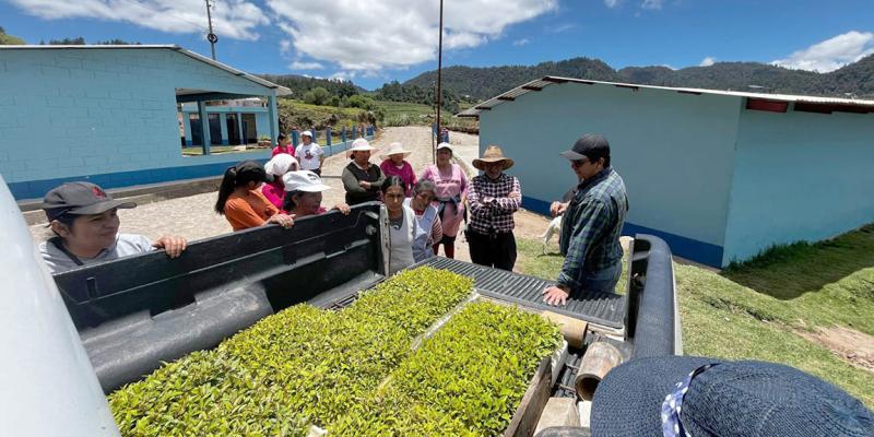 Crearán viveros forestales en San Marcos