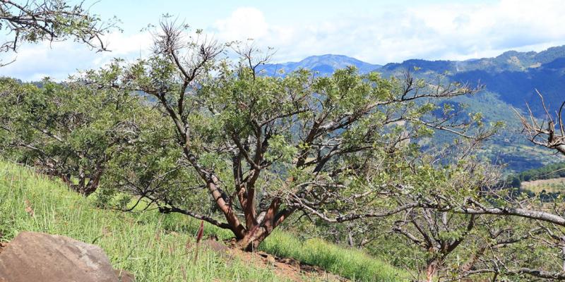 Debido a la ausencia de lluvias se monitorean 247 municipios