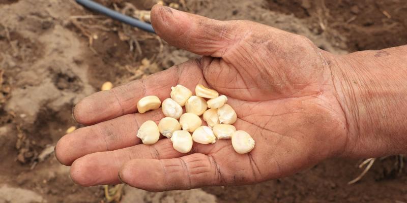 Fomentan producción de variedades nativas de maíz en Suchitepéquez