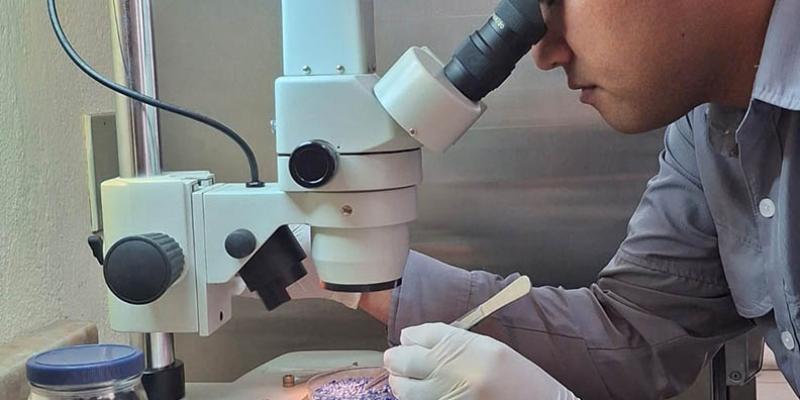 Garantizan calidad de semillas con más de 900 análisis de laboratorio