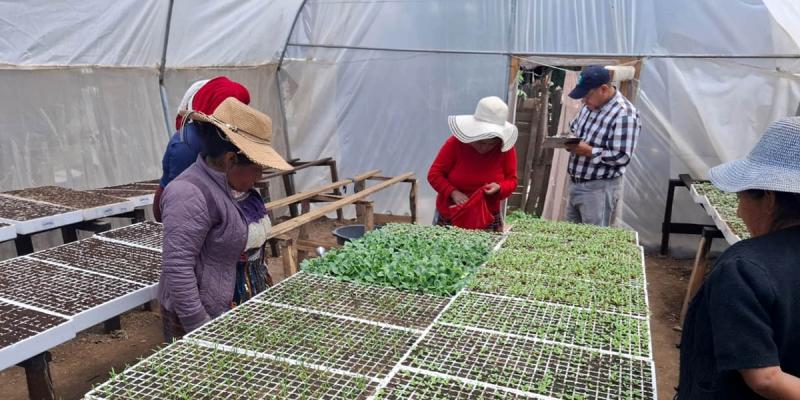 Huertos Productivos auguran buena cosecha en Totonicapán