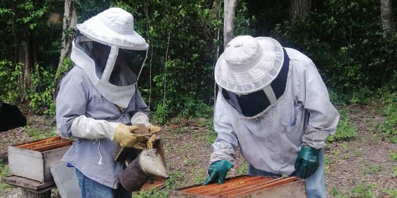 Impulsan acciones para el fortalecimiento de la apicultura en Petén