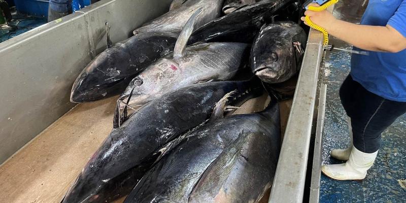 Inspeccionan buque de atún en Puerto Quetzal