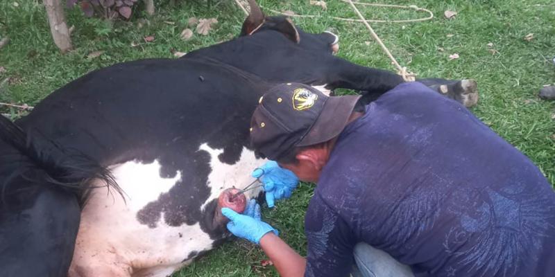 Inspeccionan más de 13 mil animales en lucha contra el Gusano Barrenador
