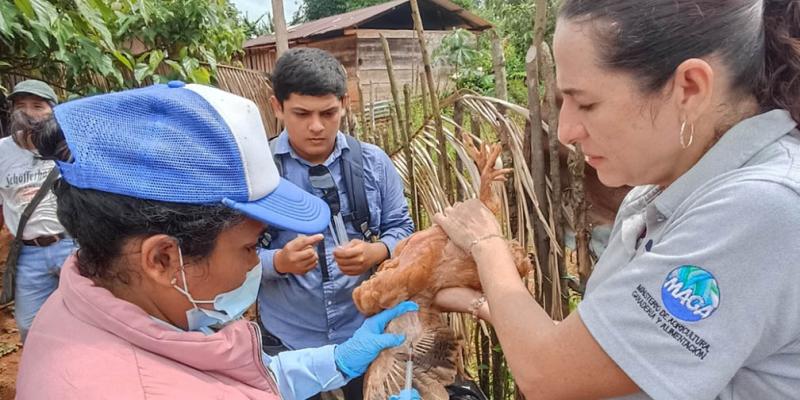 Investigan presencia de parásitos en aves de traspatio en Alta Verapaz