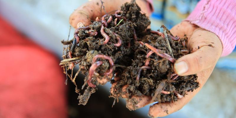Productores de Chimaltenango apuestan por el lombricompost
