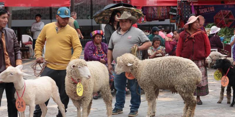 Realizan II Festival del Cordero y Agricultura Familiar