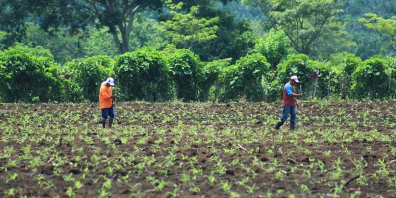 Recomendaciones al sector agropecuario ante la disminución de lluvias 
