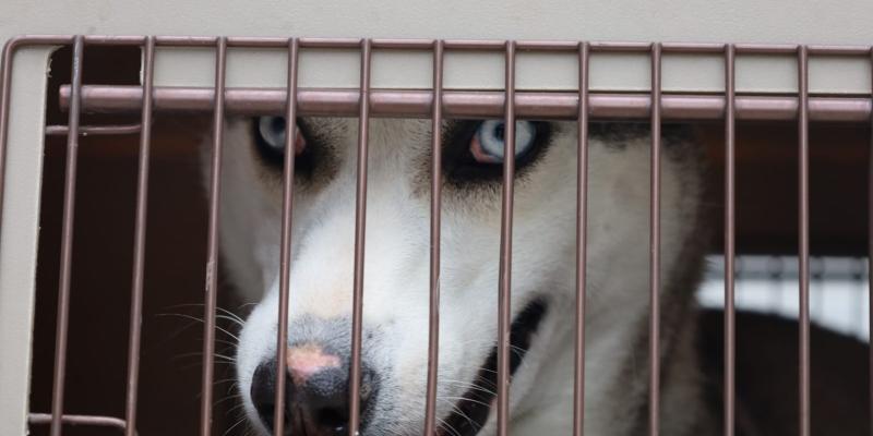 Salvaguardan a canino que vivía en condiciones de maltrato en zona 18