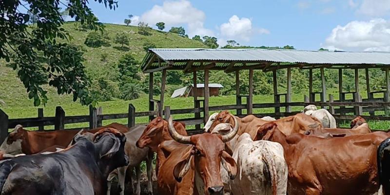Se impulsa mejora genética de ganado en San Francisco, Petén