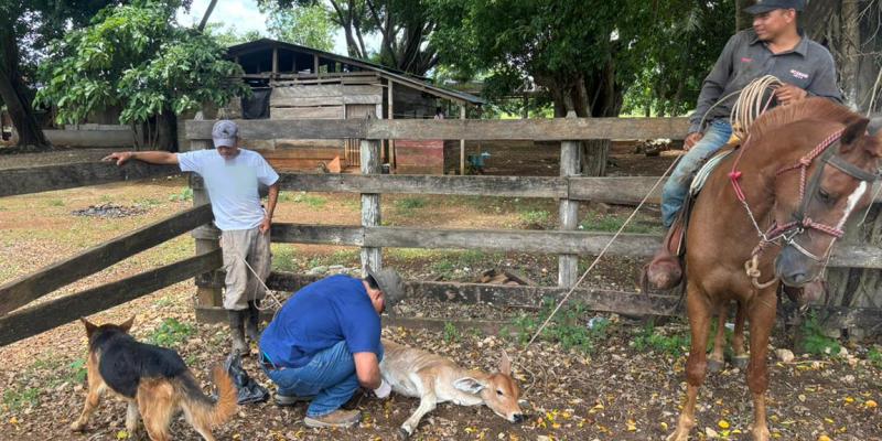 Se mantienen medidas preventivas en la lucha contra el Gusano Barrenador
