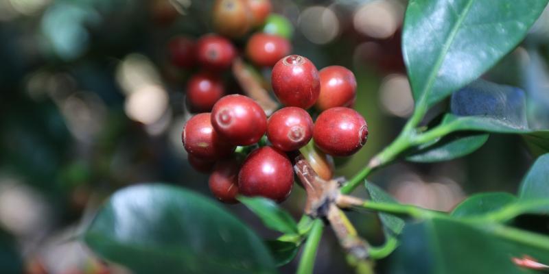 Uso de fichas agroclimáticas fortalece la planificación agrícola