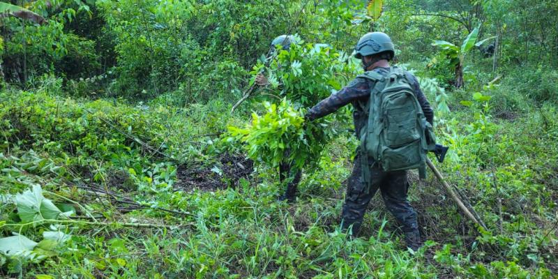 Ejército de Guatemala erradicó más de 50 mil arbustos de coca en Petén.