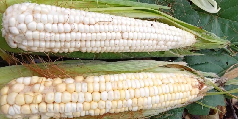 maiz silvestre