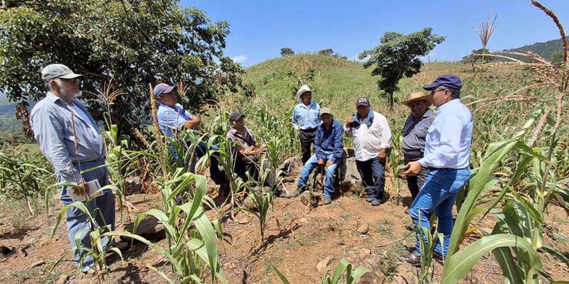 El maíz: planta clave para agricultores de San Pedro Ayampuc