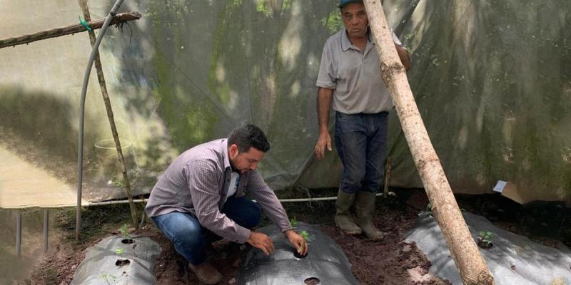 Agricultores que cultivan tomate y chile pimiento reciben asistencia técnica 