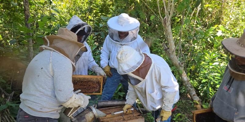 Apicultores mejoran conocimientos para revisión de colmenas