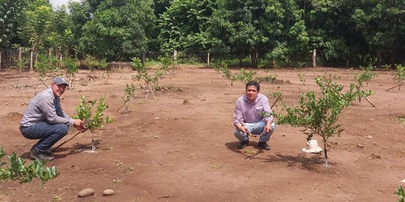 Brindan apoyo técnico a productores de limón persa de Retalhuleu