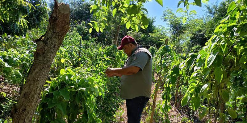 Brindan asistencia técnica para optimizar producción de huertos familiares
