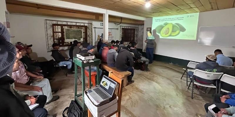 Capacitadas 872 personas para el control de plagas cuarentenarias del Aguacate Hass