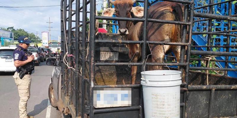 Coordinan acciones para la prevención del Gusano Barrenador en Retalhuleu