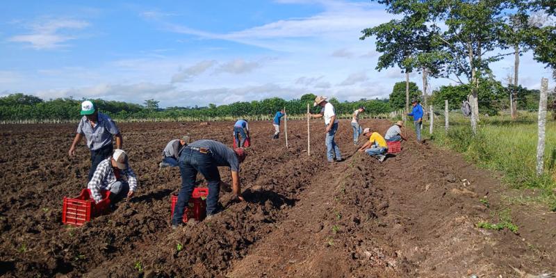 Entregan pilones de chile cobanero a productores de La Libertad