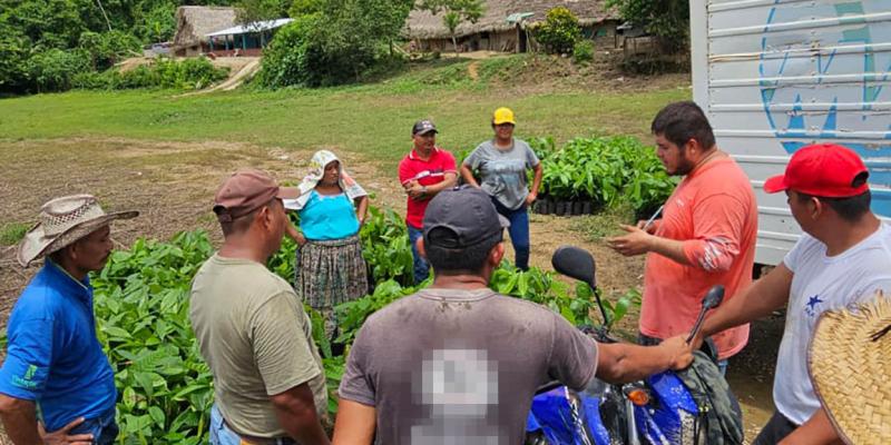 Entregan plántulas de cacao en la comunidad de Jalacte