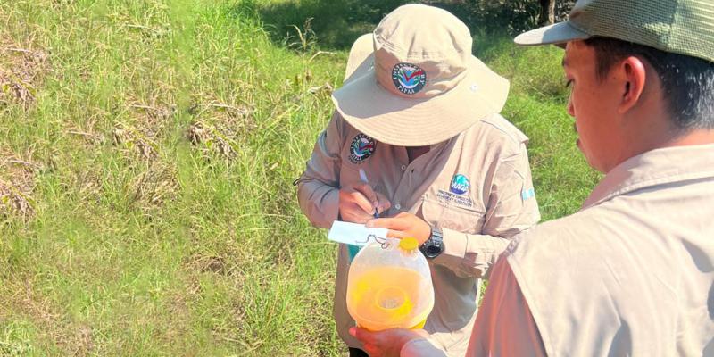 Fortalecen control fitosanitario del mango con monitoreo estratégico de plagas