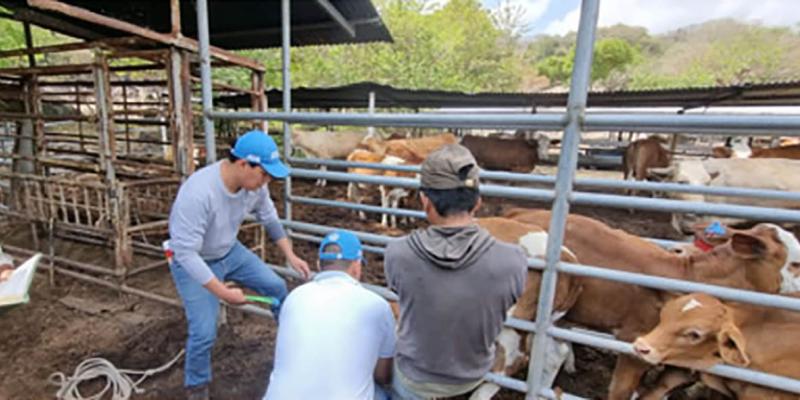 Guatemala refuerza la defensa contra enfermedades pecuarias con la identificación de bovinos