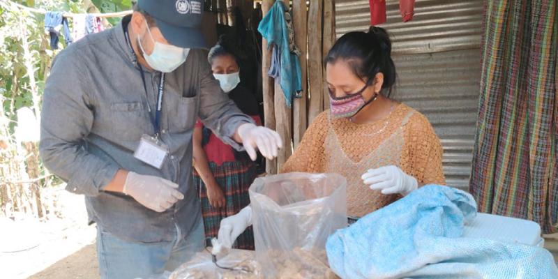 Hongo ostra una opción nutritiva para familias de Baja Verapaz