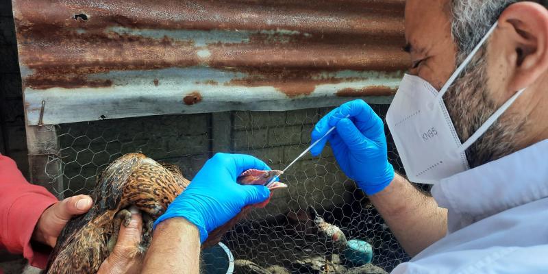 Intensifican acciones de vigilancia epidemiológica contra influenza aviar en Izabal 