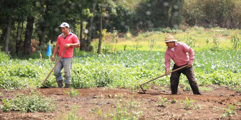 Los guardianes de la sanidad vegetal en Guatemala
