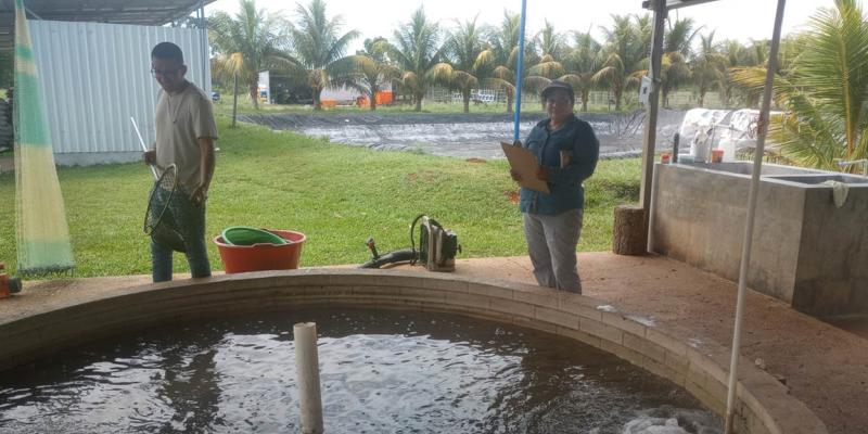 Monitorean calidad de alevines en San Francisco Petén