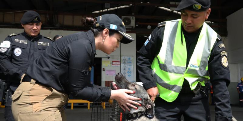 Nuevos ejemplares caninos fortalecen lucha contra el crimen organizado