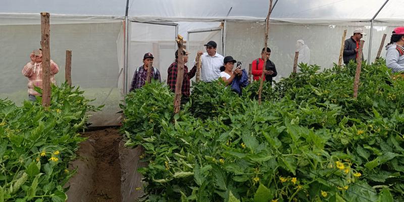 Productores de tomate aprenden manejo de cultivo