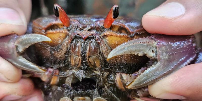 Realizan estudio para proteger al cangrejo Nazareno