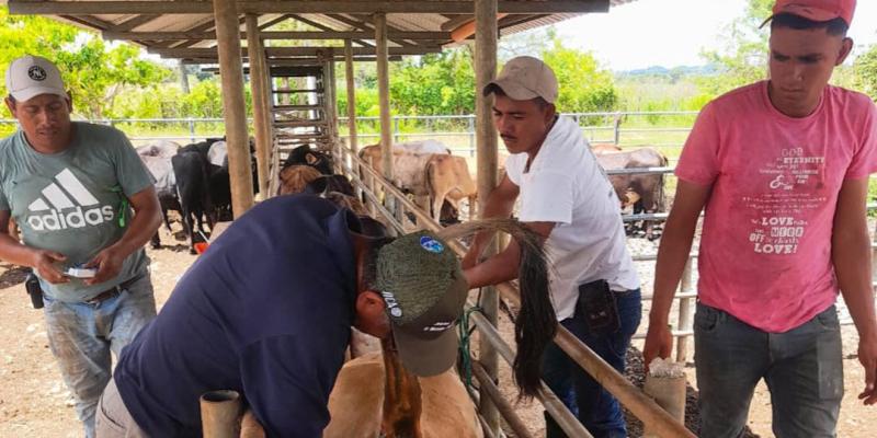 Realizan muestreo serológico y prueba de tuberculosis a bovinos en Petén