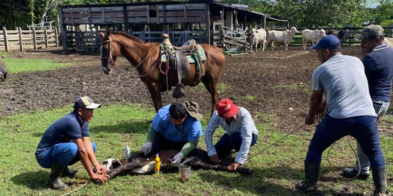 Refuerzan controles para combatir el Gusano Barrenador en siete departamentos