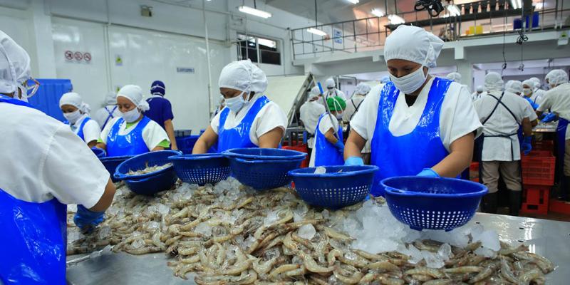 Refuerzan medidas sanitarias para exportación de camarón y miel a la Unión Europea