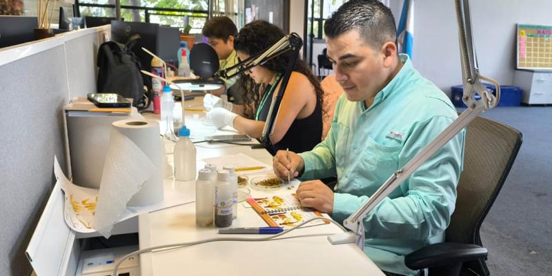 Refuerzan monitoreo de moscas de la fruta en zonas productoras de mango